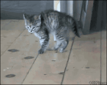 1605275793704.gif