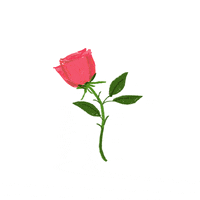 200.gif