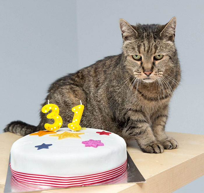 31-year-old-cat-nutmeg-11.jpg