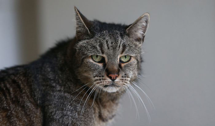 31-year-old-cat-nutmeg-2.jpg
