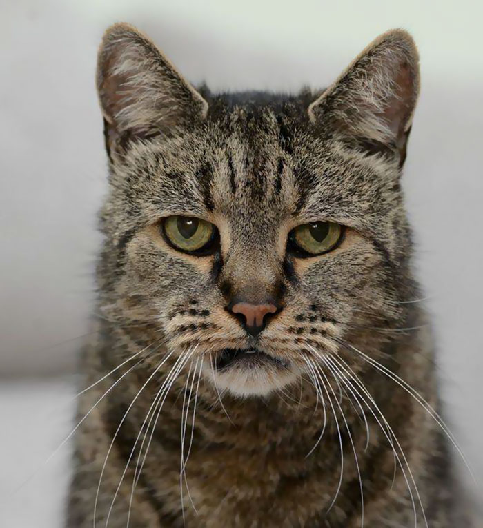 31-year-old-cat-nutmeg-7.jpg