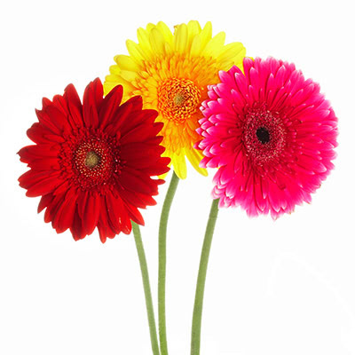 flower-2.jpg