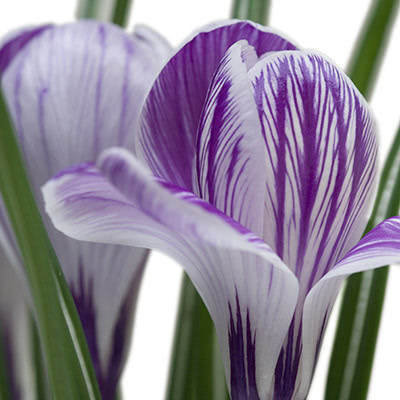 flower-3.jpg