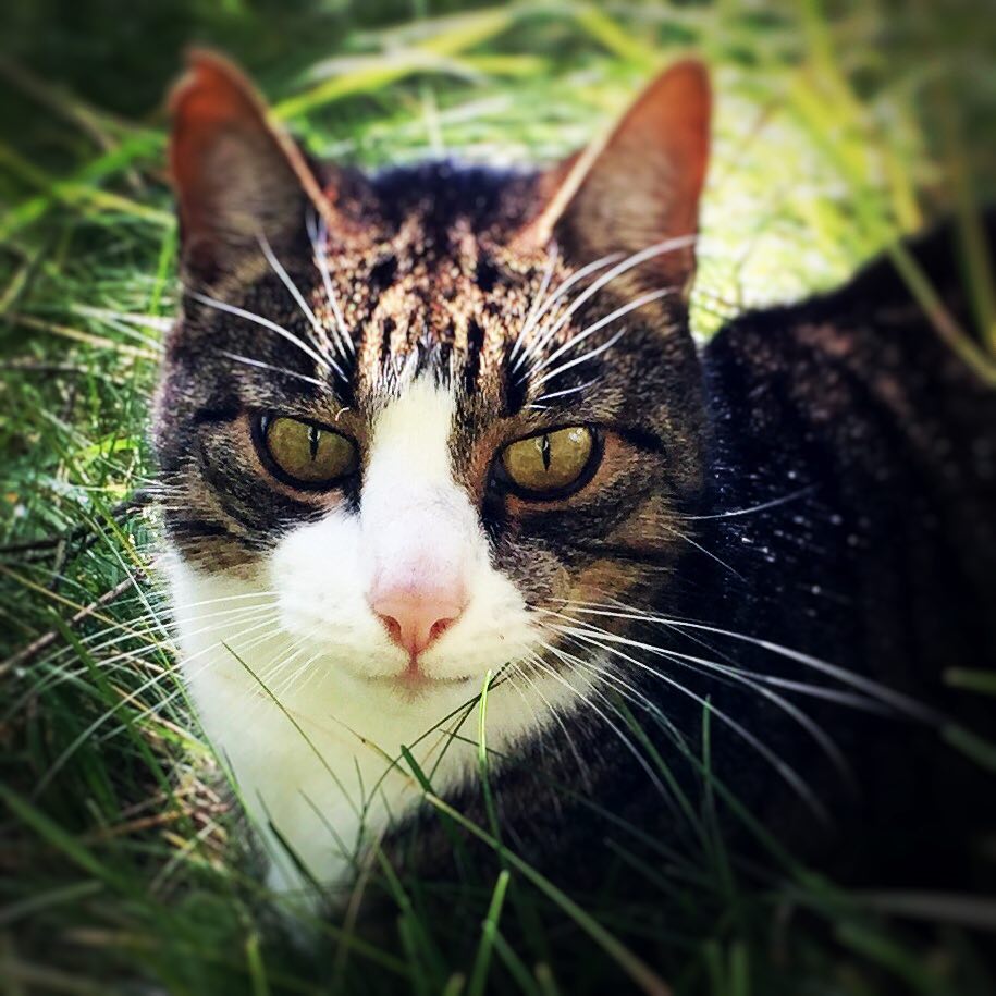 Guv's Cat Alfons.jpg