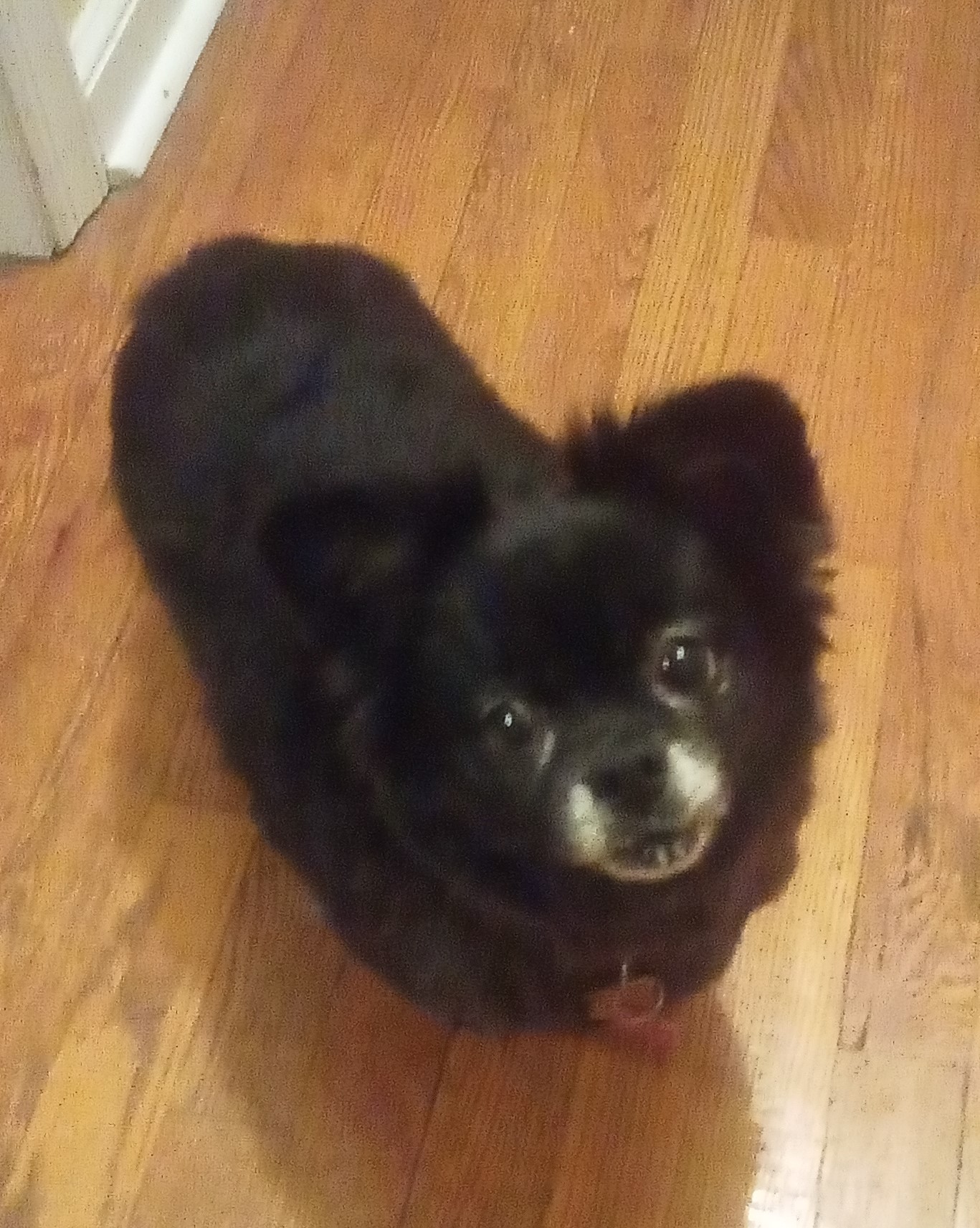 lilly new haircut.jpg