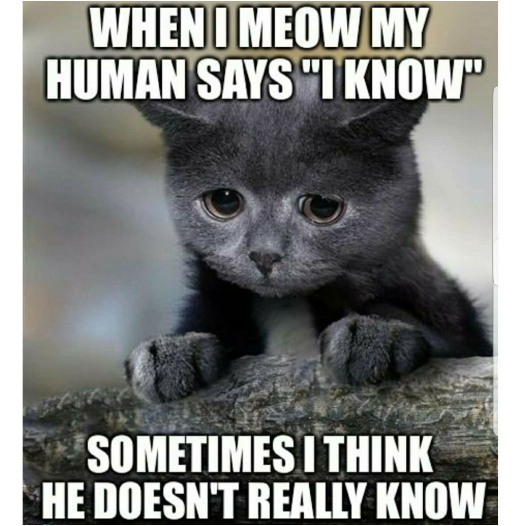 riotous-Cat-Memes.jpg