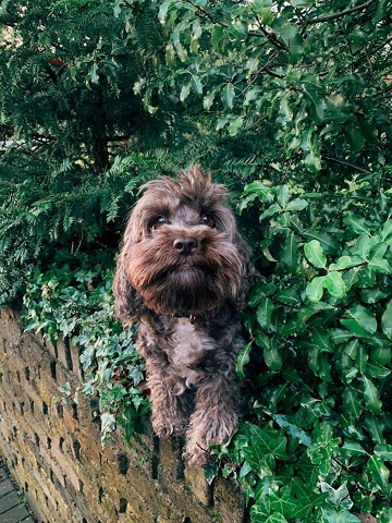 Rupert.jpg