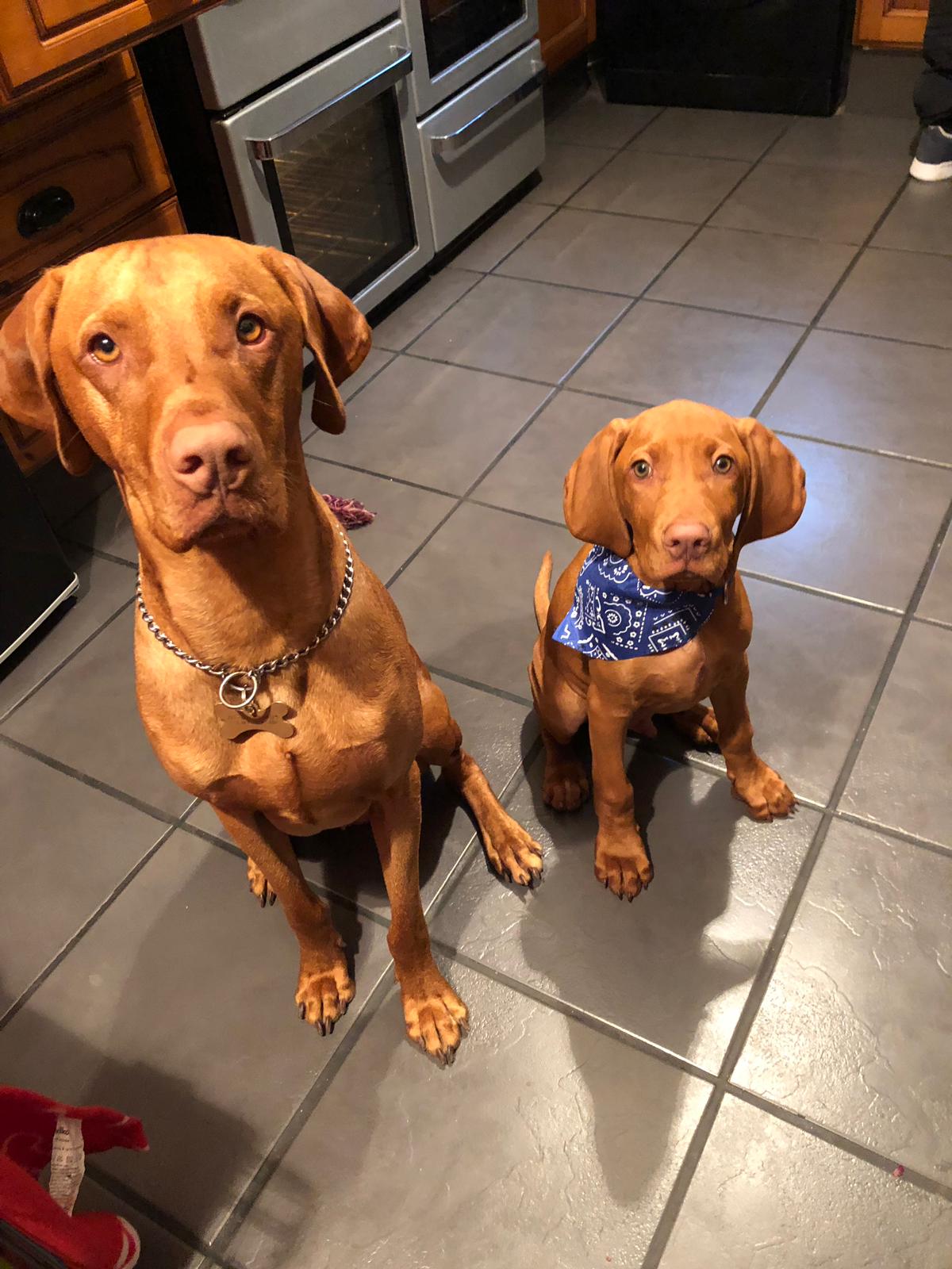 scoobs and scrap.jpg