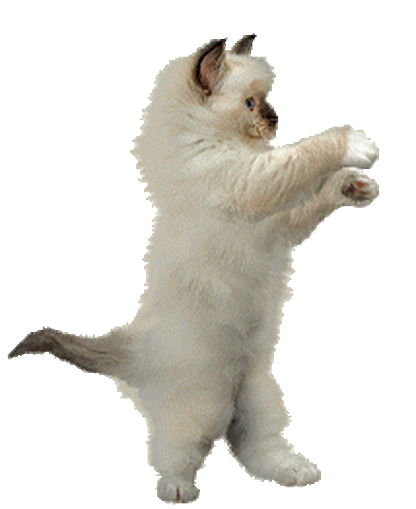 :catdance