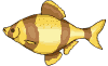 :fish