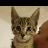 LittleTooMuch