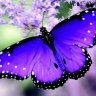 Butterfly88