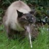 CatSic