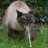 CatSic