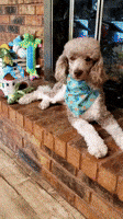 Happy Birthday Dragons GIF by Geekster Pets